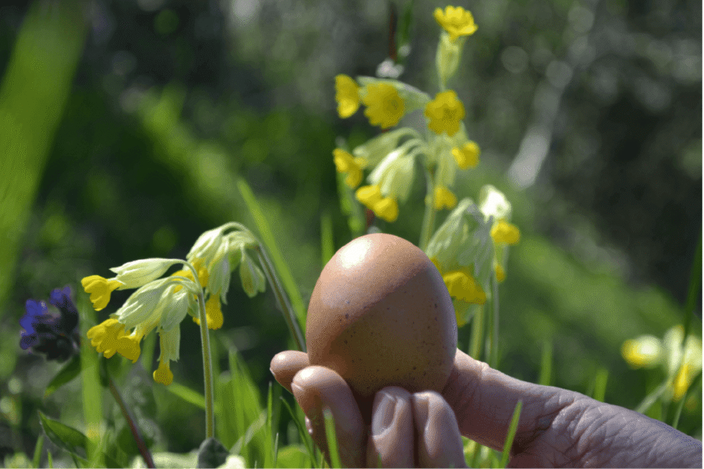 Œuf entier avec sa coquille, tenu devant un paysage printanier