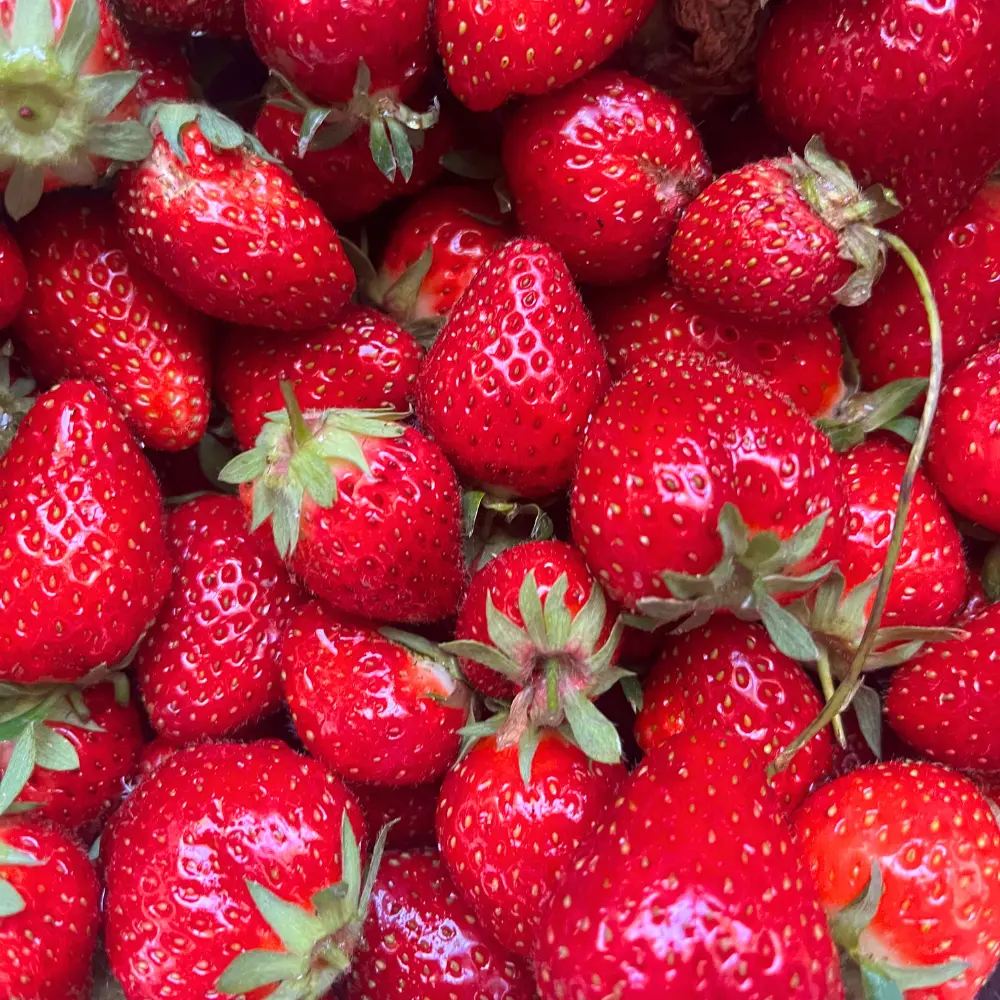 Nombreuses fraises